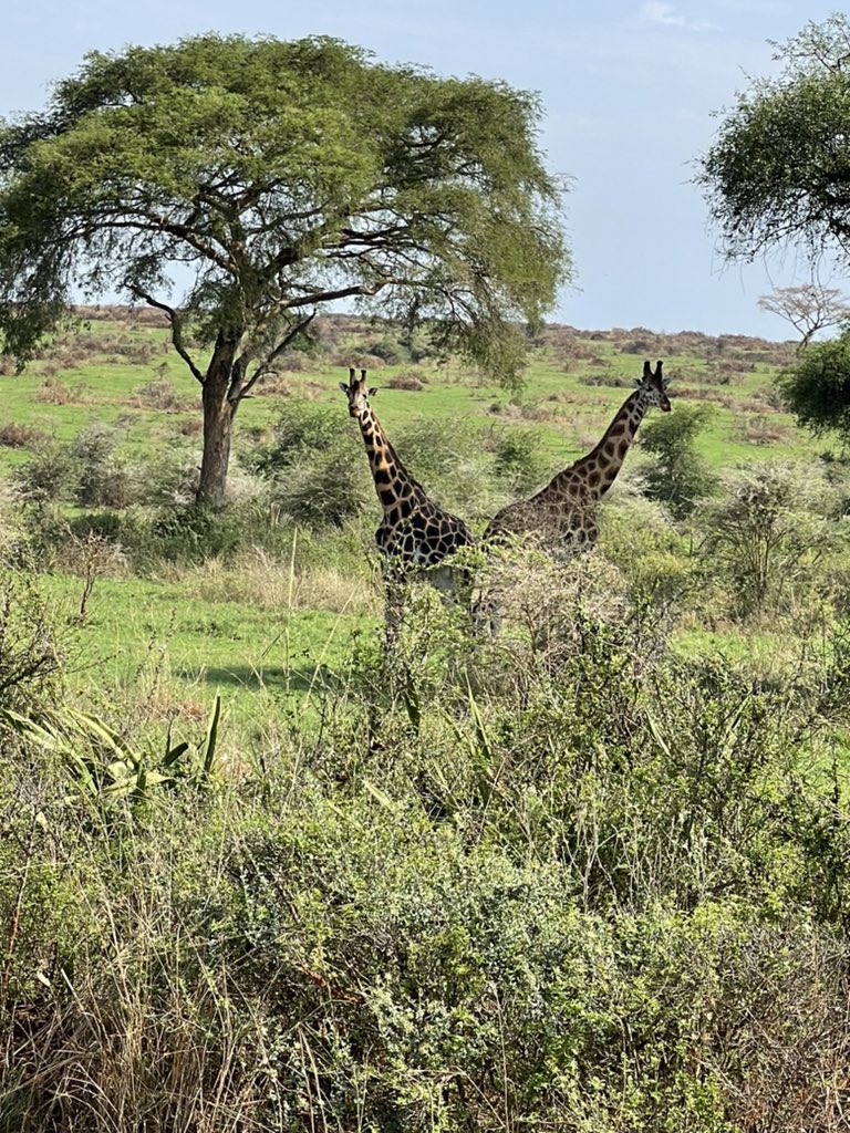 kagimbaayebare's tweet photo. Uganda is such a beautiful country, find time and explore it #safariweekend https://t.co/IhS2kmYwXw