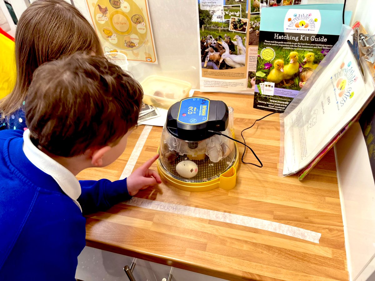 CPSEarlyLevel's tweet photo. @ColintonPrimary P1 loved their wee visit to observe the chicks🐣💛🐥 #hatching #chicks #careforlivingthings #ChickenWatch #P1 #eggstraspecial https://t.co/qvH7wojuUD
