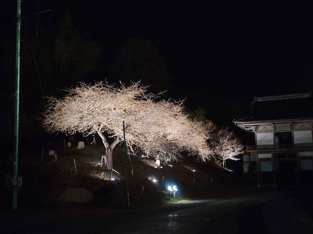 irosai's tweet photo. 雪が降ったりして、なかなか花咲かないけど、植樹会にあわせて今日からライトアップしてたー
花まだだけど、花が咲いたみたいできれいだょ
#桜ライン311　#浄土寺　#追悼 https://t.co/PrUtrO5Aij