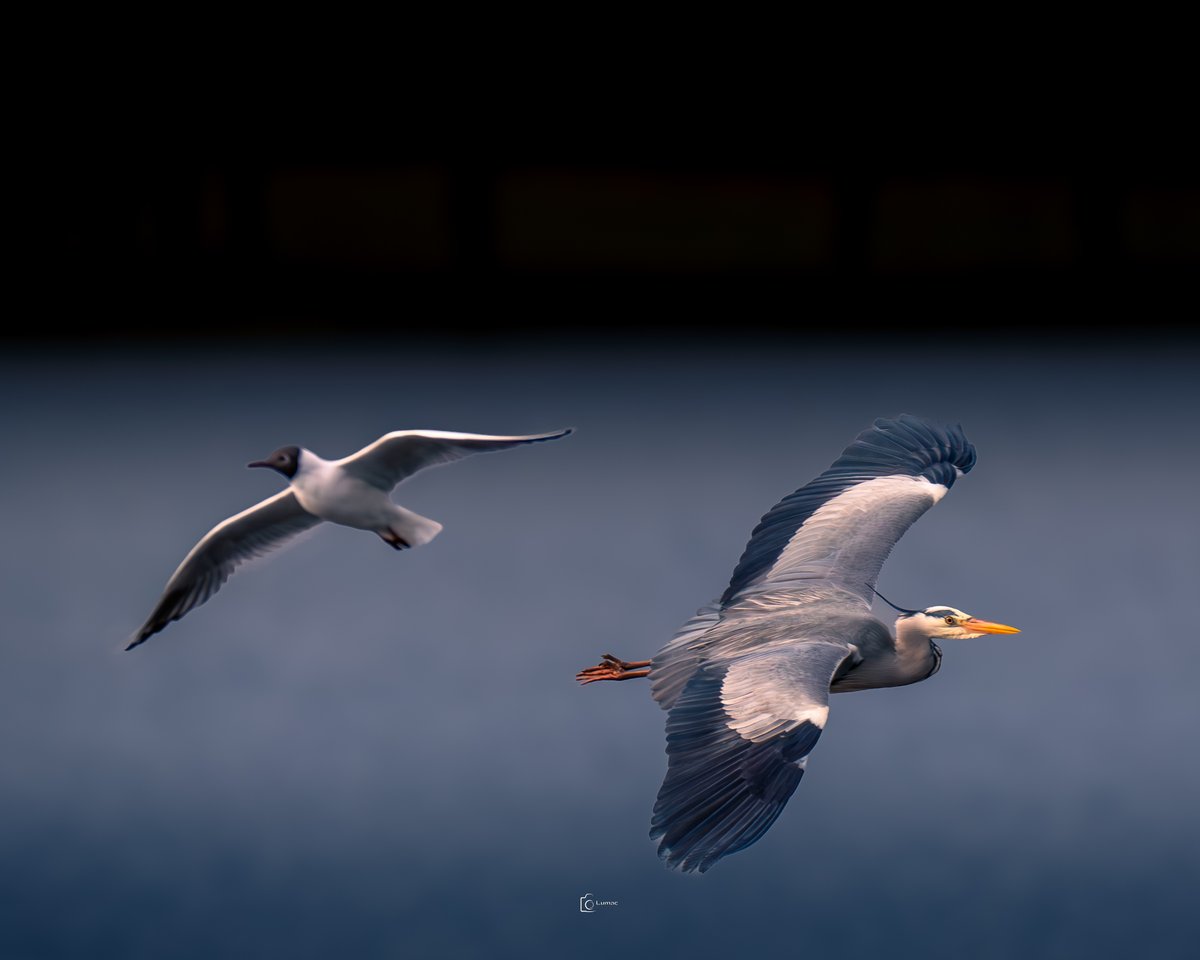 Good Morning friends... I missed yesterdays #FlyDay and #TwosDay and other stuff :) been a bit busy and a bit I was fighting with my mind :P 
It is time to get a grip again and post something... 
#GreyHeron and #BlackHeadedGull 
Have a great day guys and girls :)