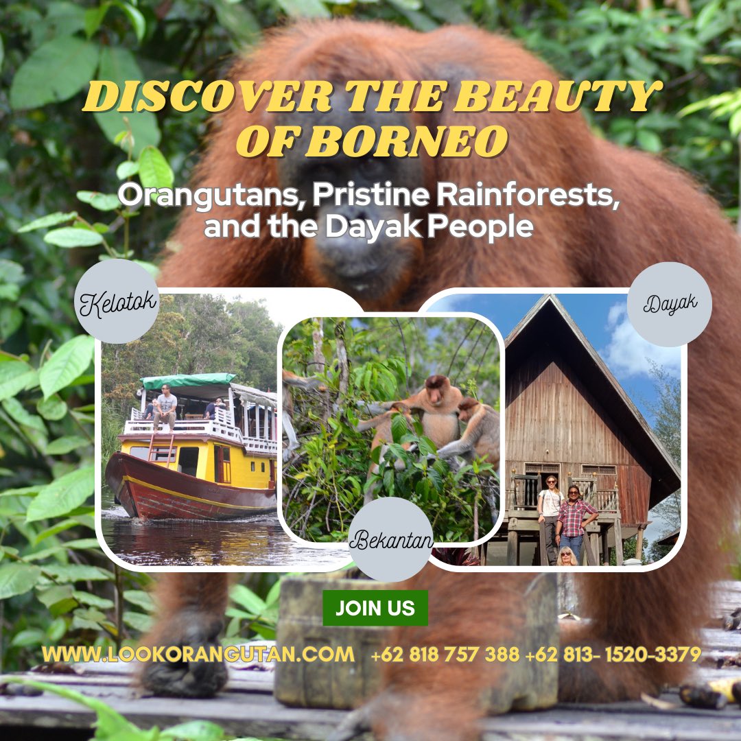 berwisata's tweet photo. Contact LookOrangutan Tour today!  Website: https://t.co/TBisZqA3s7 WhatsApp: +62818757388 #hutan #kalimantan #tanjungputing #traveltiktok #dayak #lookorangutan #borneo #foryou #following #trip #travel #vacation #viajes #turismo #pasport #voyage https://t.co/TzlBXJmZed