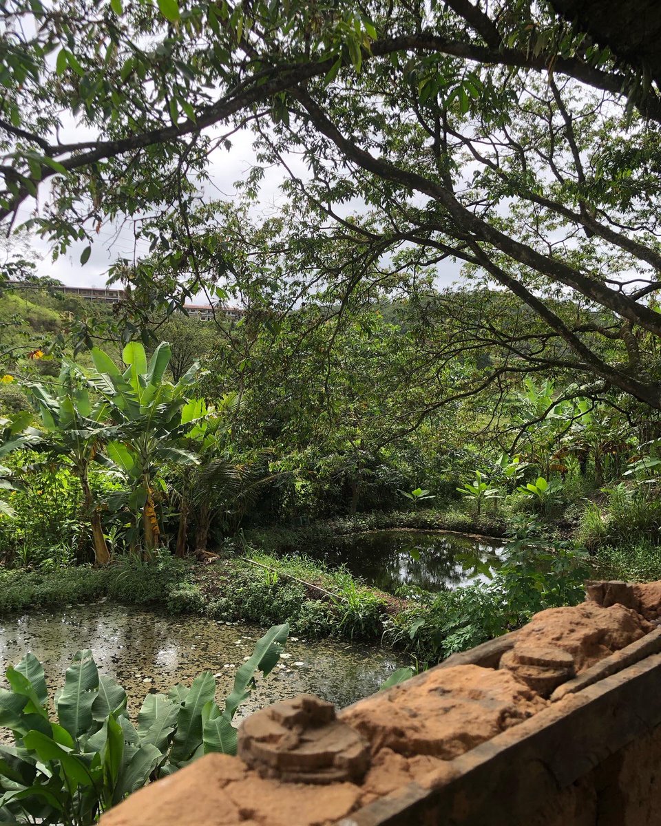 _l3lety's tweet photo. 💚🌳🍃🍀🌿 https://t.co/mFUbUXXRCH