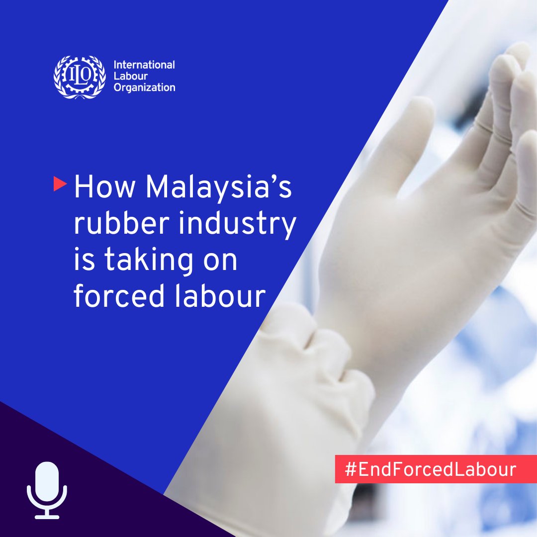 ilo's tweet photo. #COVID19 led to a surge in demand for Malaysian rubber gloves. 

The sector acted swiftly on #forcedlabour reports and made remarkable progress in 4️⃣ years. Fair recruitment was key. 

🎧 New @ILOFLNetwork explains: https://t.co/7vpLsAYe2I https://t.co/QCJG88dJ5L