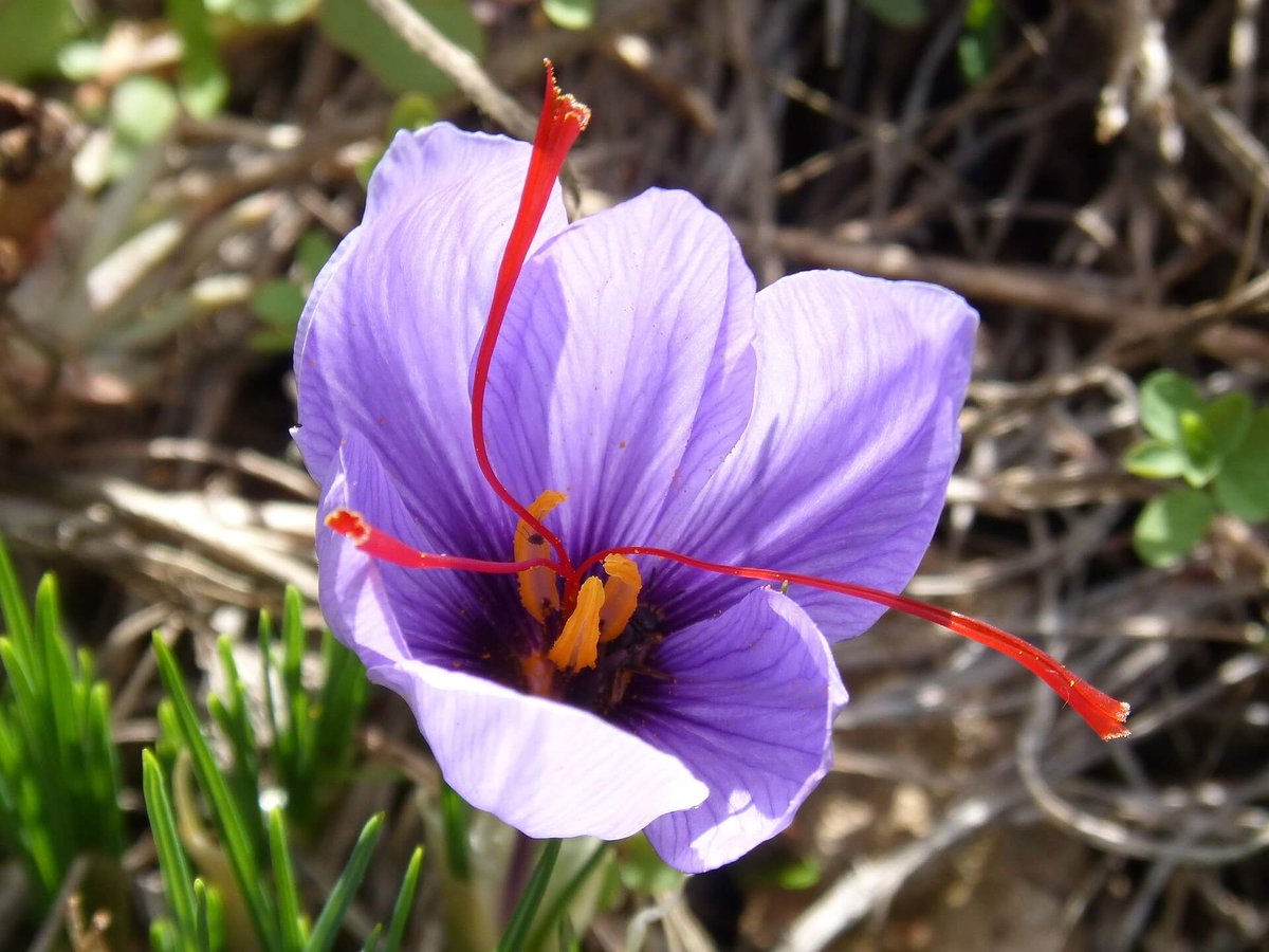 karimanesr's tweet photo. NUNCA CONFUNDA VALOR CON PRECIO

El azafrán es una especia fascinante y exquisita.
La flor de azafrán (Crocus sativus) se cultiva en regiones con climas secos y soleados. La humedad puede dañar las delicadas hebras de azafrán, por lo que se requieren condiciones específicas.

La recolección es manual y minuciosa. Cada flor produce solo tres hebras de azafrán, que se extraen cuidadosamente del centro de la flor. Se necesitan alrededor de 150,000 flores para obtener un kilogramo de azafrán.

El proceso de extracción y clasificación es laborioso, lo que contribuye a su alto costo.

El azafrán contiene compuestos antioxidantes como la crocina y la crocetina. Estos no solo le dan su característico color rojo, sino que también tienen propiedades antidepresivas y protegen las células cerebrales.

Se ha demostrado que el azafrán ayuda a reducir la inflamación en el cuerpo.

Estudios sugieren que el azafrán puede ayudar a mantener los vasos sanguíneos y las arterias libres de obstrucciones.

Algunos estudios han observado efectos positivos del azafrán en células cancerosas.

El azafrán es una de las especias más caras del mundo debido a su escasez, el proceso de cultivo y la meticulosa recolección.

El azafrán es una joya culinaria y medicinal. Su alto precio refleja su rareza y las maravillas que ofrece.

¿Vale la pena el precio ? Para los amantes de la gastronomía y la salud, la respuesta es un rotundo sí, porque lo que se aprecia realmente es el VALOR QUE APORTA.