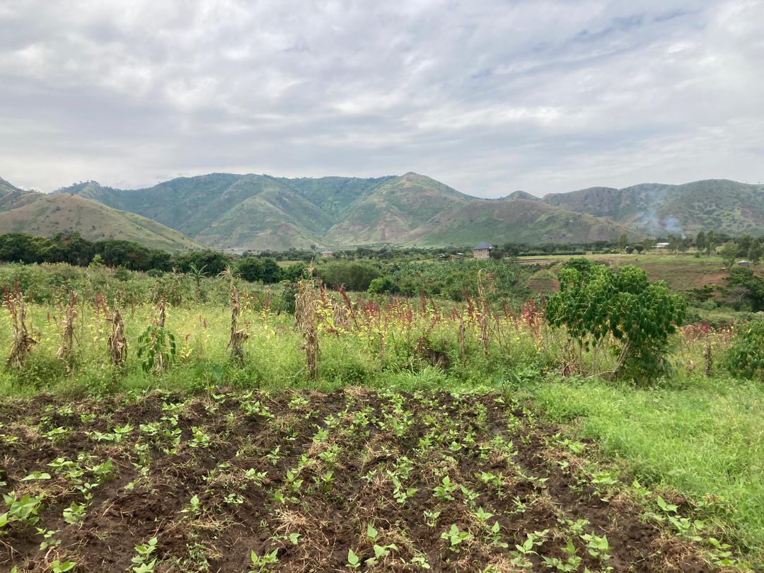 abayuuti's tweet photo. Updates from our farming program this season with climate displaced people in Muhokya IDP camp. We integrate high value cash crops and fast growing food crops to ensure that households have food and income from harvests. Initiatives like ours can build resilience in climate IDPs. https://t.co/91dJL1ShmH