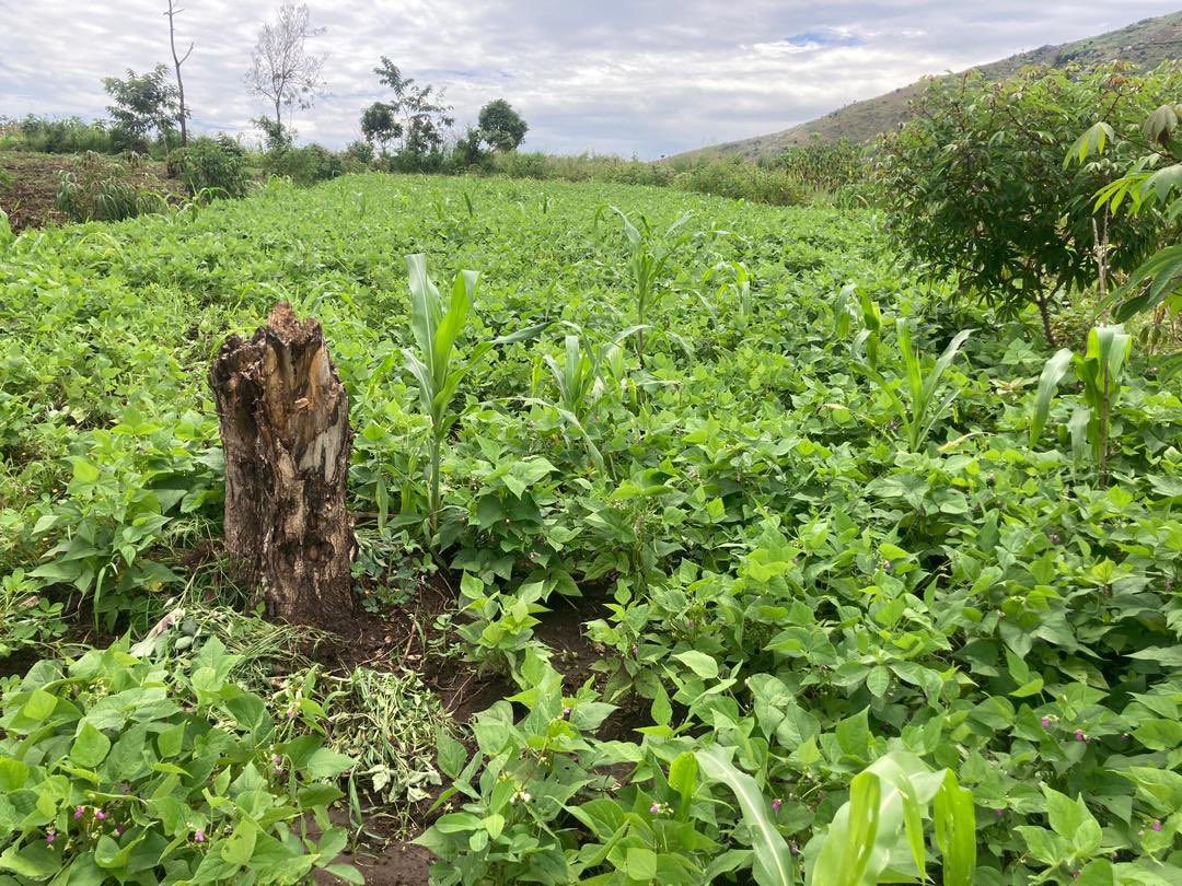 abayuuti's tweet photo. Updates from our farming program this season with climate displaced people in Muhokya IDP camp. We integrate high value cash crops and fast growing food crops to ensure that households have food and income from harvests. Initiatives like ours can build resilience in climate IDPs. https://t.co/91dJL1ShmH