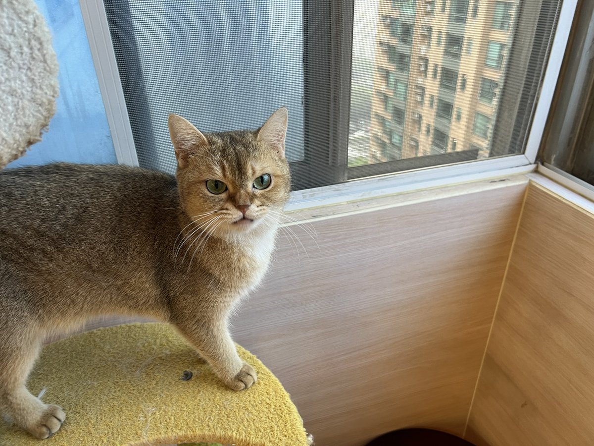 cat8bit's tweet photo. 猫好きに悪い人はいないらしい https://t.co/iud1X3AfKX