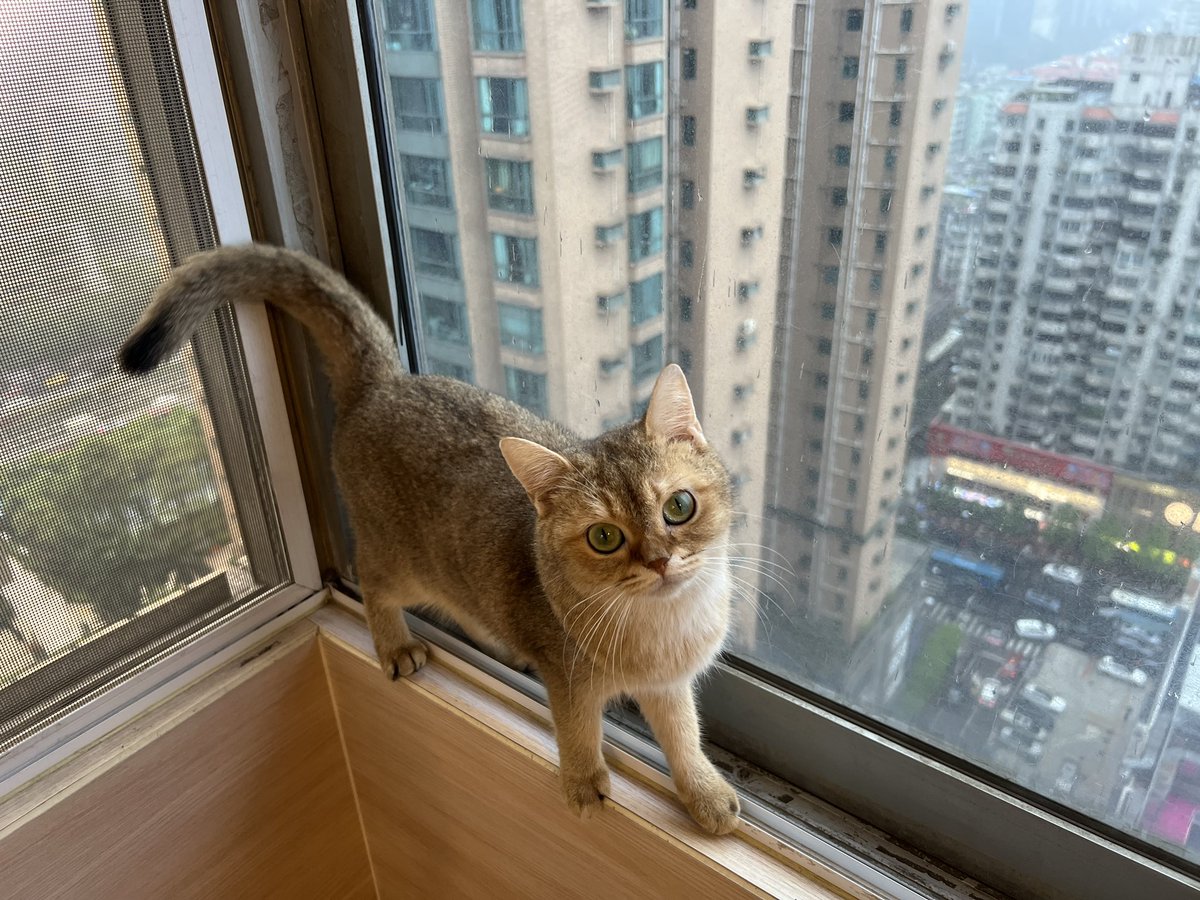 cat8bit's tweet photo. 猫好きに悪い人はいないらしい https://t.co/iud1X3AfKX