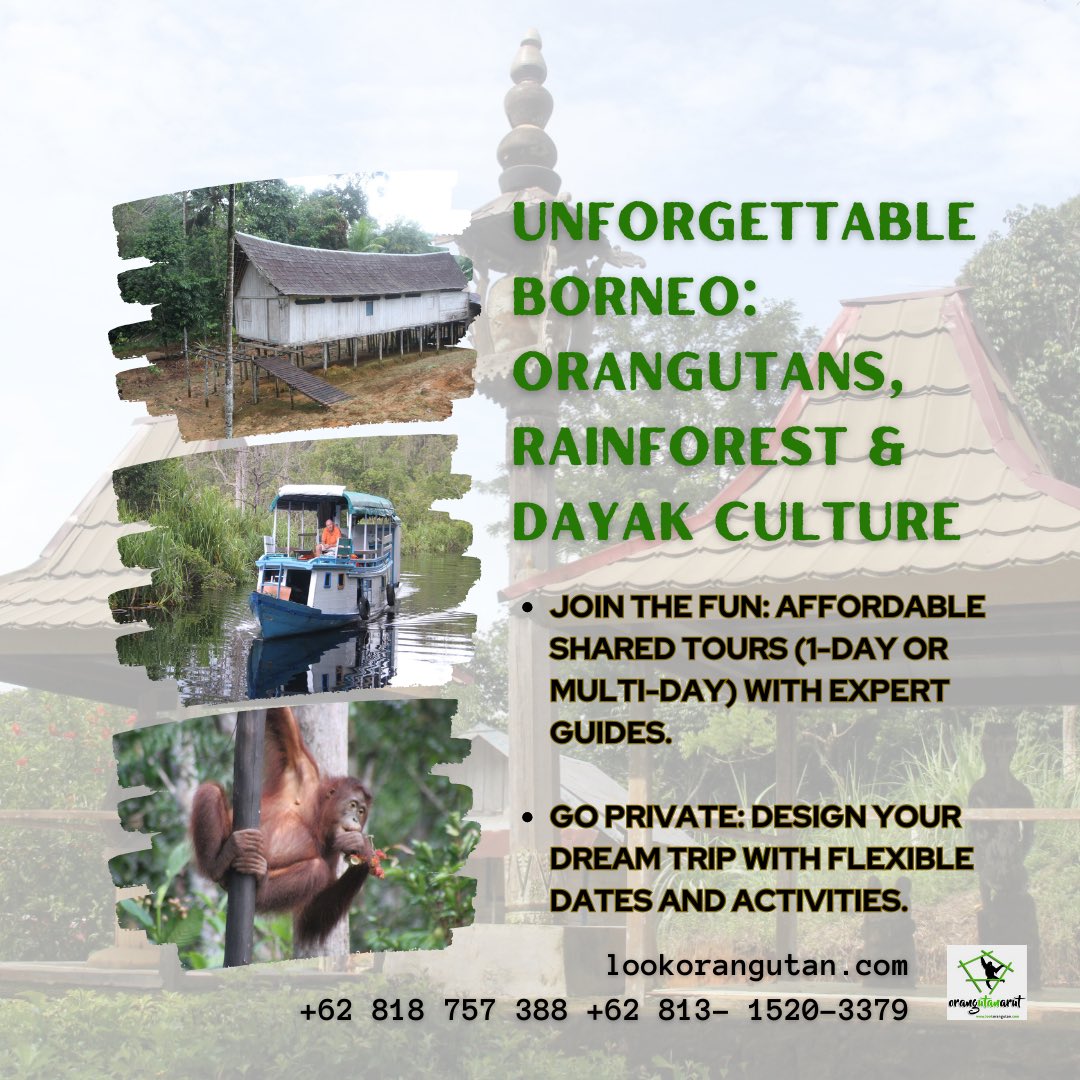berwisata's tweet photo. Contact LookOrangutan Tour today!  Website: https://t.co/TBisZqA3s7 WhatsApp: +62818757388 #hutan #kalimantan #tanjungputing #traveltiktok #dayak #lookorangutan #borneo #foryou #following #trip #travel #vacation #viajes #turismo #pasport #voyage https://t.co/eckhdFGwRl