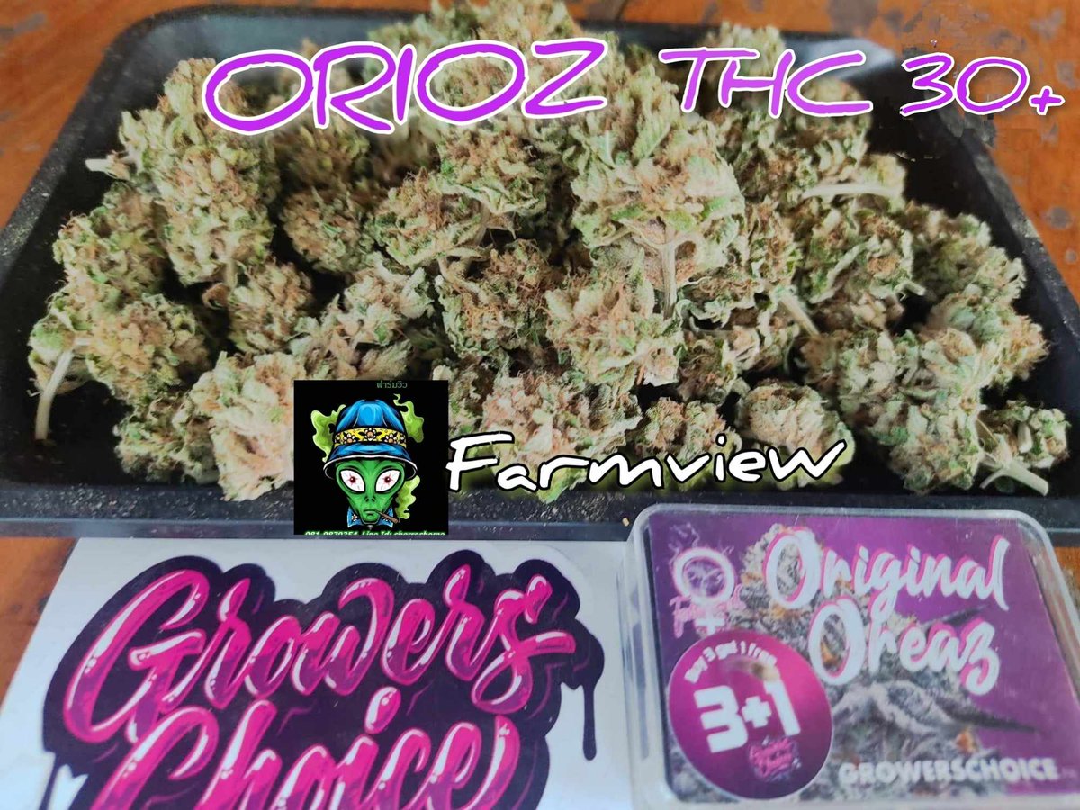 viewkim's tweet image. โปรพันลำตัว 30 ดอกกรัม 50 ส่งฟรีทั่วไทย
งานปลูกเองส่งฟรีทั่วไทย
ติดต่อผ่านไลน์ viewson5x
#กัญชา #กัญชาog #กัญชาเสรี #กัญชาออแกนิค #กัญชาเสรี #กัญชาลำปาง #RIPAkiraToriyama #แจกบัตรงาน54ปีช่อง3 #DragonBallZ #ทูเดย์โชว์ #BUS_ฟีลลิ่งแบบว่าอู้วว_Poster