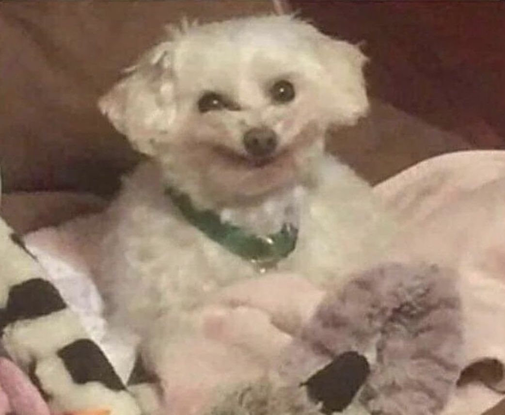 Droghiera tweet media