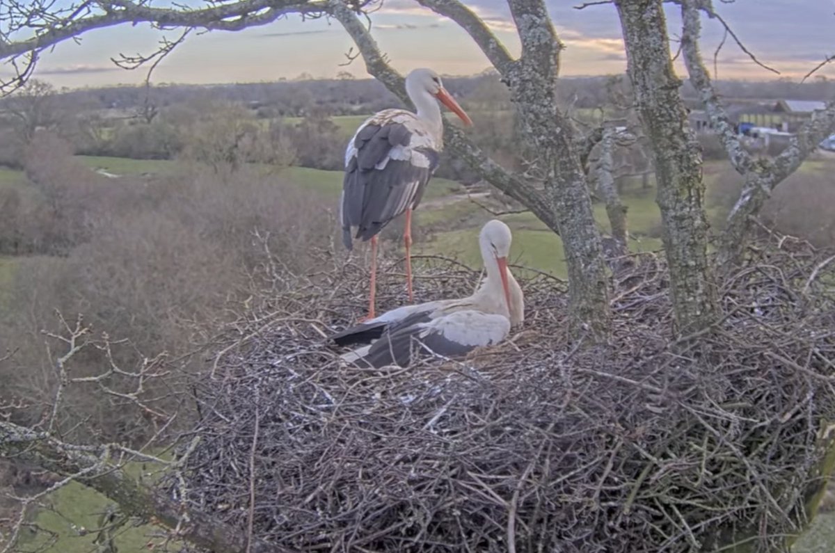 The White Stork Project's live stork nest camera at Knepp went online this week and here's a screenshot from this morning! Observe a beautiful pair of storks in real-time, who have successfully raised young in this nest for the past two years: whitestorkproject.org/live-cam-feed #Knepp