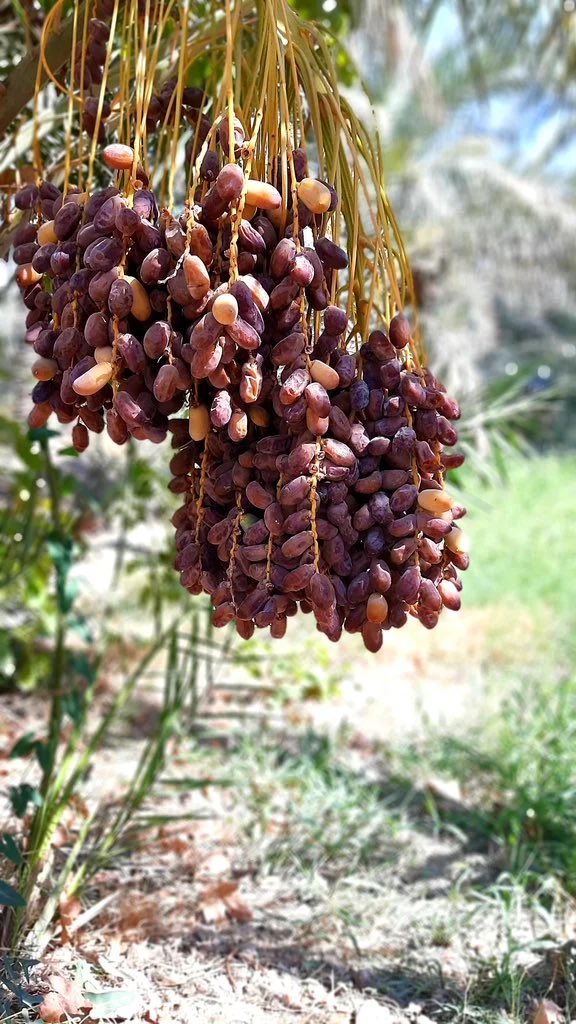 Dates are associated with fasting & the month of Ramadan. The nutritious fruits are not only the