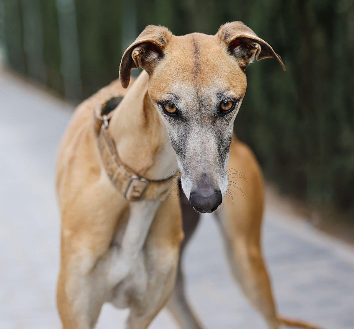 It’s the look, the look that says, why don’t I have a home yet? 
Nieblo is around 3yrs old &amp;has been here a year now. He’s a sweet boy that will settle in quickly to a lovely new home. He’s starting to get a bit frustrated in the kennels now so he’s given us the eyes  👀 in hope