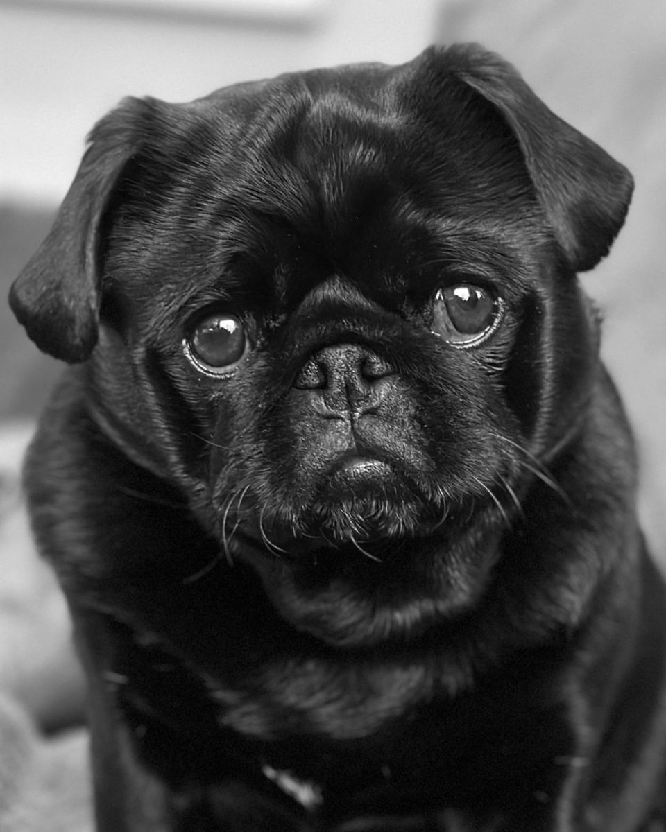 pug.lover.ig tweet media