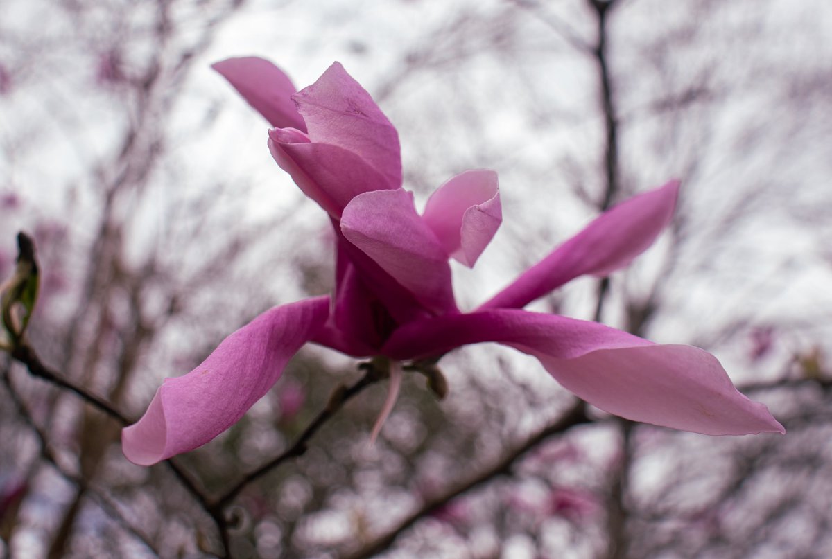 Early signs of spring…

#FlowerPhotography