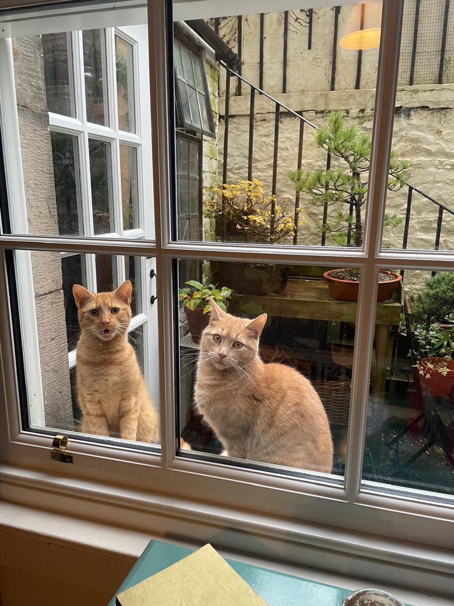 Can any friends in the Inverleith Row and surrounding area of Edinburgh please look out for my sister’s cat Honey who has been missing since Wednesday. She’s the kitty on the right.🙏