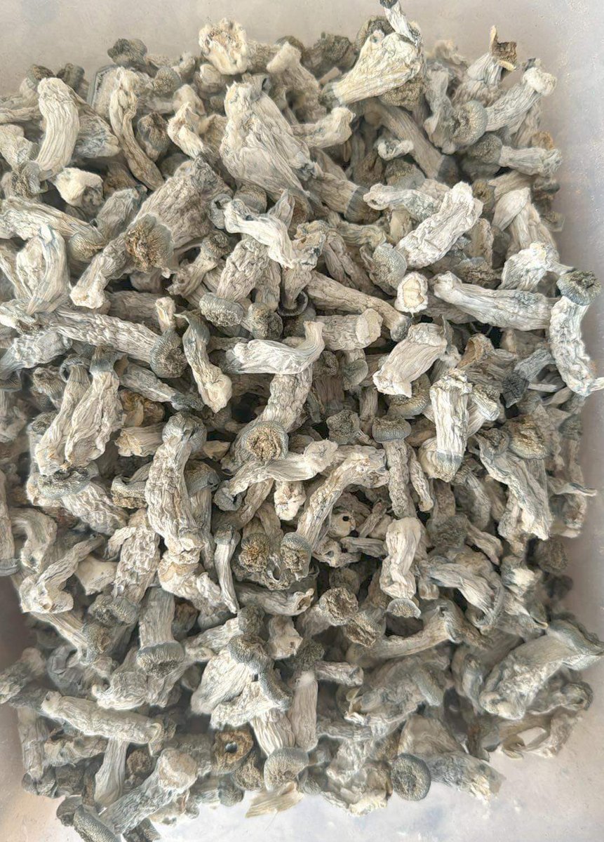 JaBeng168v2's tweet photo. เห็ดอวกาศ เห็ดวิเศษมาแล้วจ้าา
Magic Mushroom 🍄 

Line : https://t.co/CVTmgfwLeD
#เห็ดวิเศษ #เห็ดเมา #เห็ดขี้ควาย #กัญชา #คนชอบเห็ด  #เห็ดอวกาศ #ฟีด #เห็ดแห้ง #เห็ดรักษาโรคซึมเศร้า #Mushroom #trip  #mushrooms #psychedelics #เกาะสมุย #เกาะ #พงัน #ภูเก็ต #FullMoon https://t.co/kPtJDEKmsH