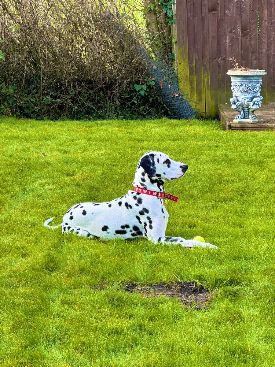 Ian_RG's tweet photo. Bailey
#dalmatian #dalmation #dalmatians #dalmata #dalmatiansofinstagram #dalmatiner #dalmatiannation #dalmatianclubfactures #dalmatian_feature #dalmatianlove #dalmatians_of_instagram #dalmatian_pics #spottydogs #dalmatianworld #dalmatiandog https://t.co/e7dQKSORSo