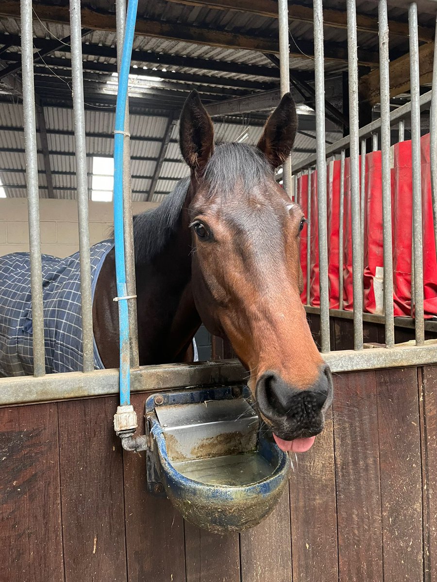 We have one runner today @Sandownpark, Taras Halls (1.50) ridden by Henry Brooke. #SSRacing 🏇.