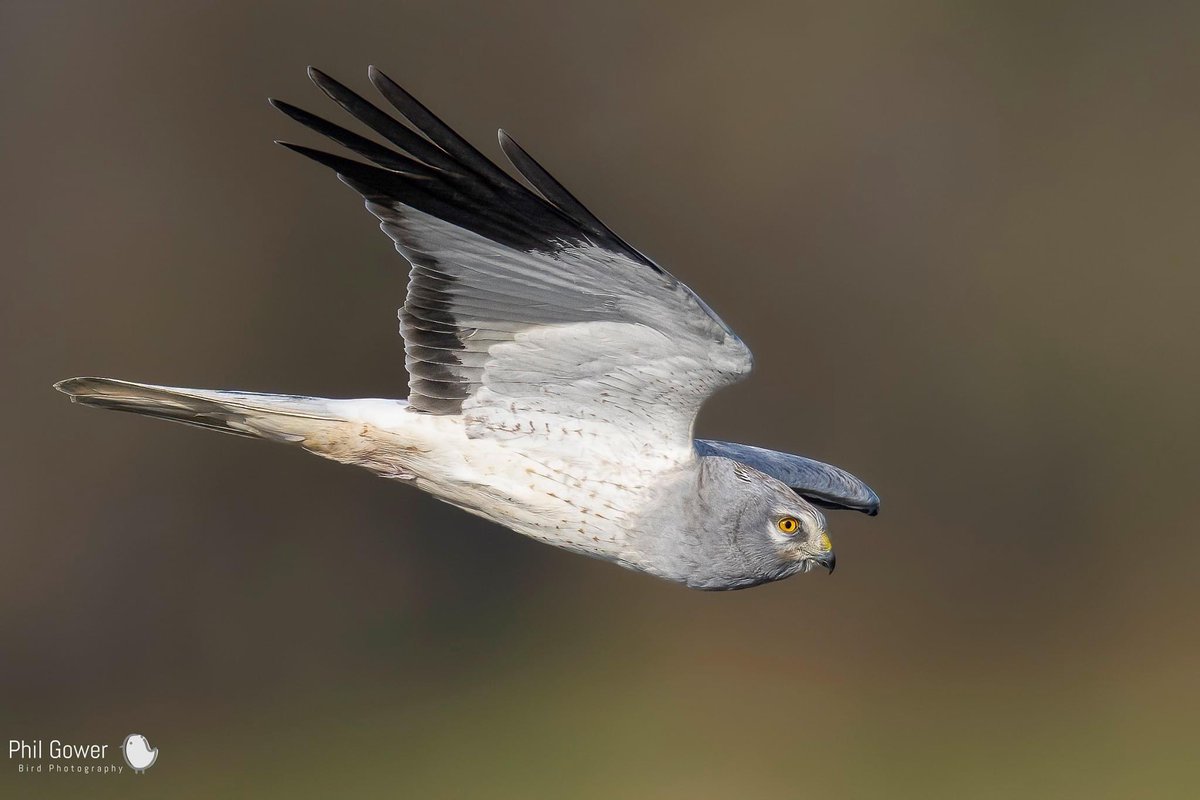 Phil Gower tweet media