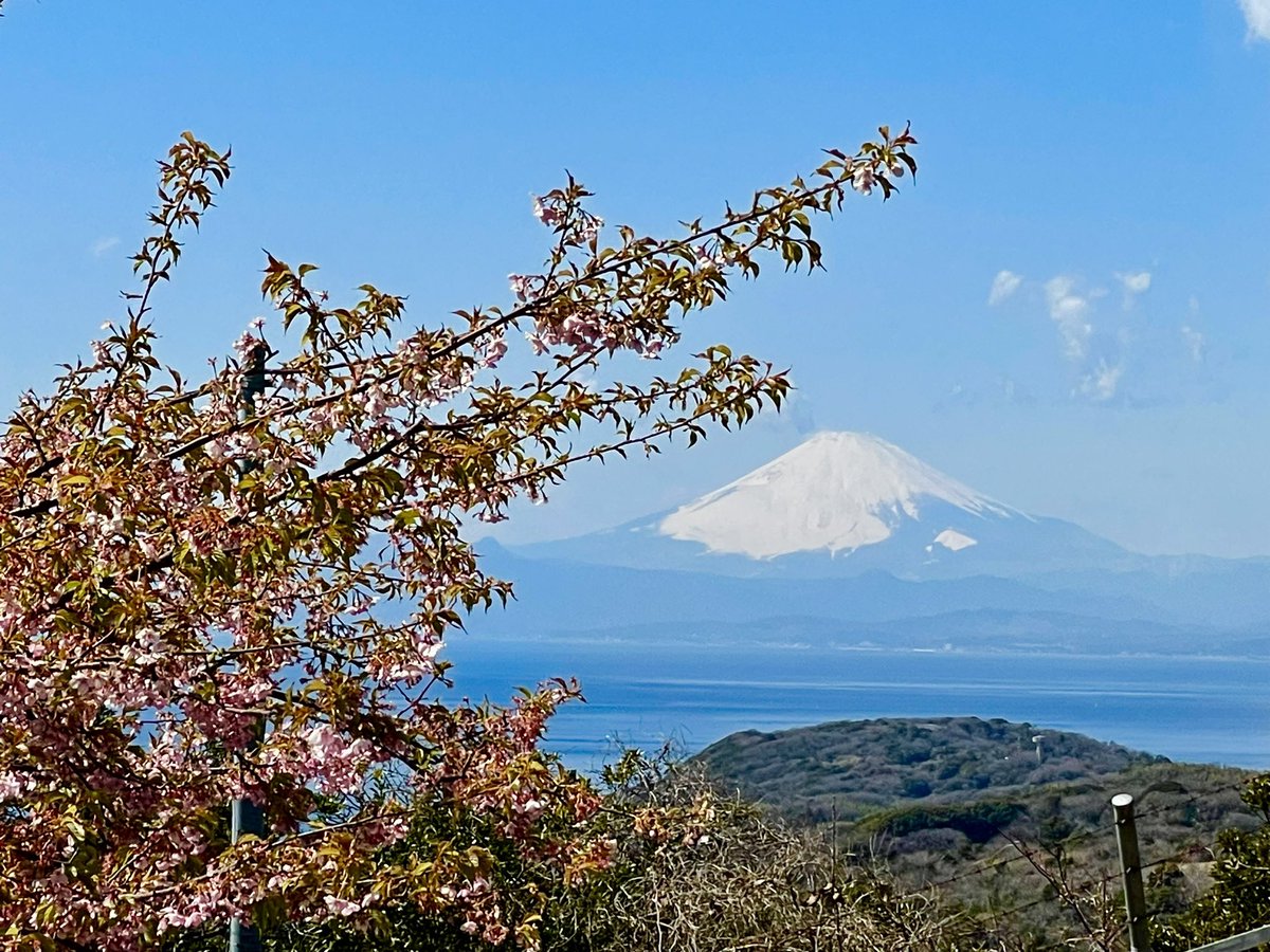 ikeikeJAPANESE's tweet photo. 早春の三浦半島、最高峰の大楠山山頂からの富士山！😊
#富士山　#相模湾 https://t.co/QaQYsTG8qJ