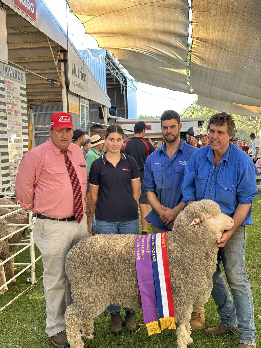 Congratulations to our members at @woolorama 🏆 Supreme ‘24 Kolindale Stud, @luke_ledwith 🏆 Gr Champ M Ram Wililoo Stud 🏆 Gr Champ PM Ram Kolindale Stud 🏆 Gr Champ M Ewe Rangeview Stud @jeremyk96376987 🏆 Gr Champ PM Ewe Wililoo Stud
