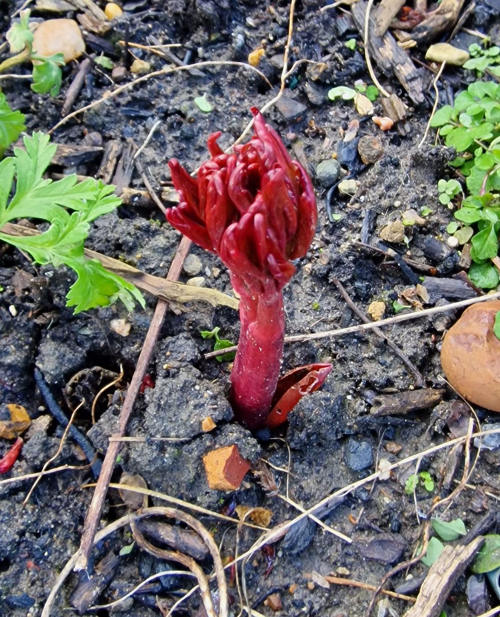 growmadsteven's tweet photo. Loving all the signs of Spring around at the moment. This is the start of the Peonies bursting through the ground in the border at the allotment.

#allotment #plotlife #allotmentlove #gardening #growingplants #plants #gyo #plantgeek #gardenersworld #allotmenteers #gardener https://t.co/8kP91fWcRx