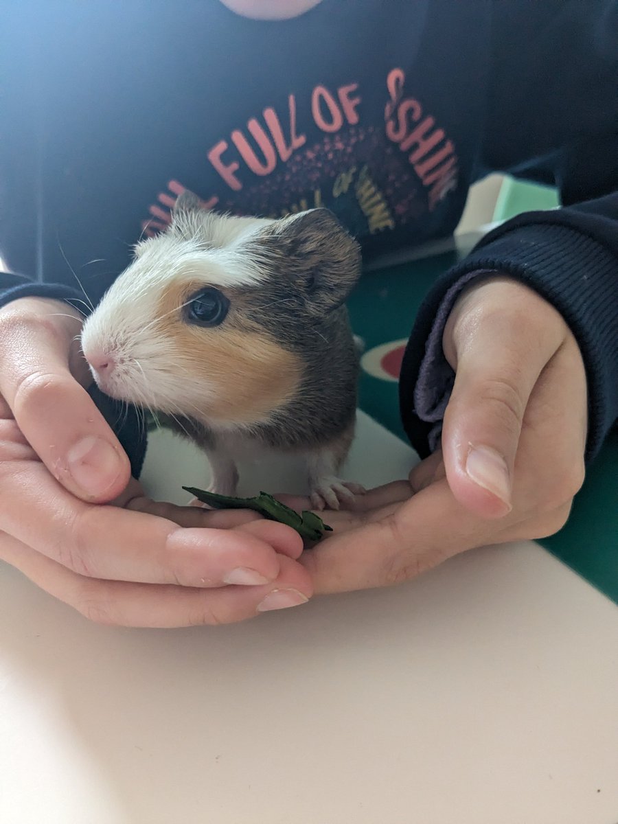 littlenicholls's tweet photo. Saturday snuggles @CoedGlasPCC https://t.co/KMa3yiCRPg