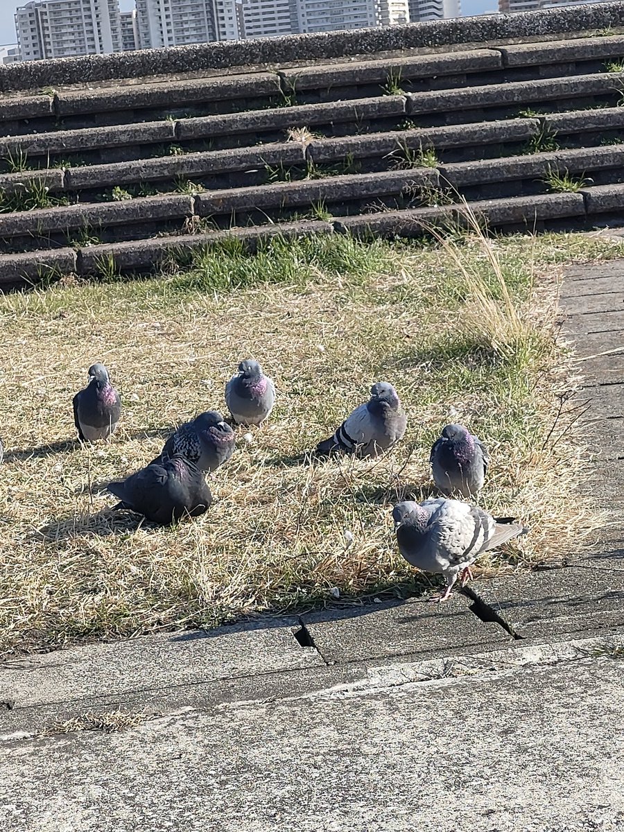 Hubble221b's tweet photo. 海岸沿いで座ってたら後ろからカラスが「おはよ！」って言っててびっくりした。初めて生で喋るカラスと会った！2時間漕いだかいがあるよ、、、 https://t.co/4UvhFdxjwH