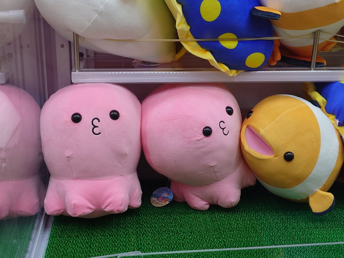 サープラに突然のウミウシ
丁度Nivisがいたので取って貰いました

…ん?お前は…? 