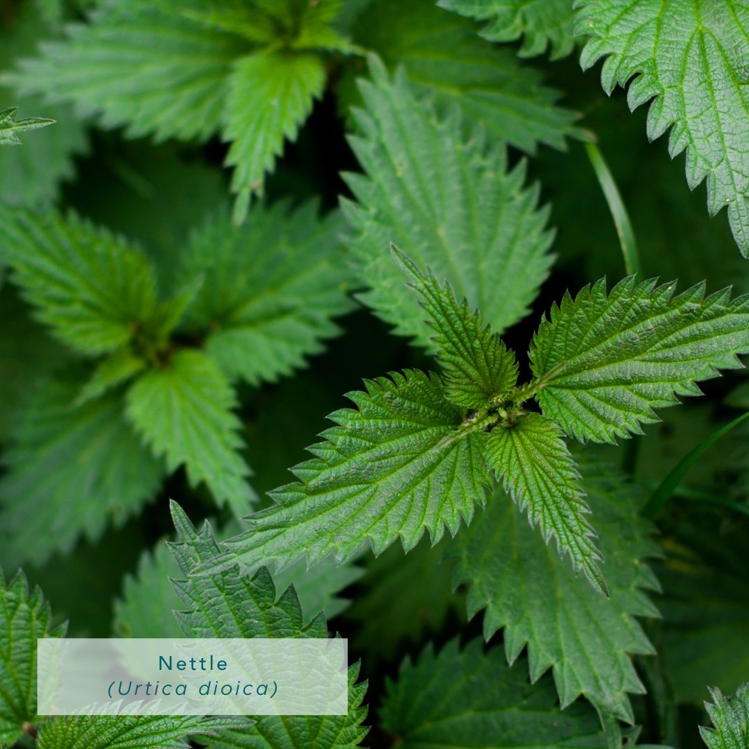 HerbalReality's tweet photo. 🌿 Medical herbalist Kathie Bishop unveils her favourite medicinal plants for harvesting in the March wilds. 🌱 

🔗 https://t.co/6OZV7Gb3mr

#SpringHarvest #ForagingUK #MedicinalPlants" https://t.co/ZaEFkYPsGn