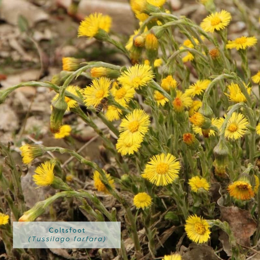HerbalReality's tweet photo. 🌿 Medical herbalist Kathie Bishop unveils her favourite medicinal plants for harvesting in the March wilds. 🌱 

🔗 https://t.co/6OZV7Gb3mr

#SpringHarvest #ForagingUK #MedicinalPlants" https://t.co/ZaEFkYPsGn