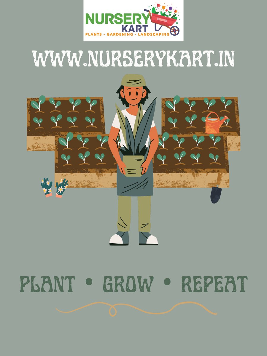 nurserykart's tweet photo. #PlantObsession 🌿 #LeafyLove 🍃 #UrbanJungle 🏡 #IndoorPlants 🌵 #GardenGoals 🌺 #PlantParenthood 🌱 #BotanicalBliss 🌼  #GardenGoddess #PlantInspiration  🏡 #GrowWithLove 🌱 #nurserykart https://t.co/6csLIWkmIv