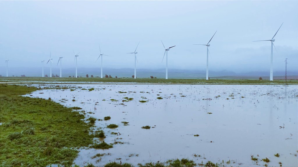 En días de #lluvia, cuando los canales artificiales de drenaje no dan abasto, podemos disfrutar de imágenes como estas.

Los humedales de #LaJanda podrían ser ejemplo de biodiversidad y aprovechamiento sostenible del medio.

Por eso:
#RecuperaLaJanda!