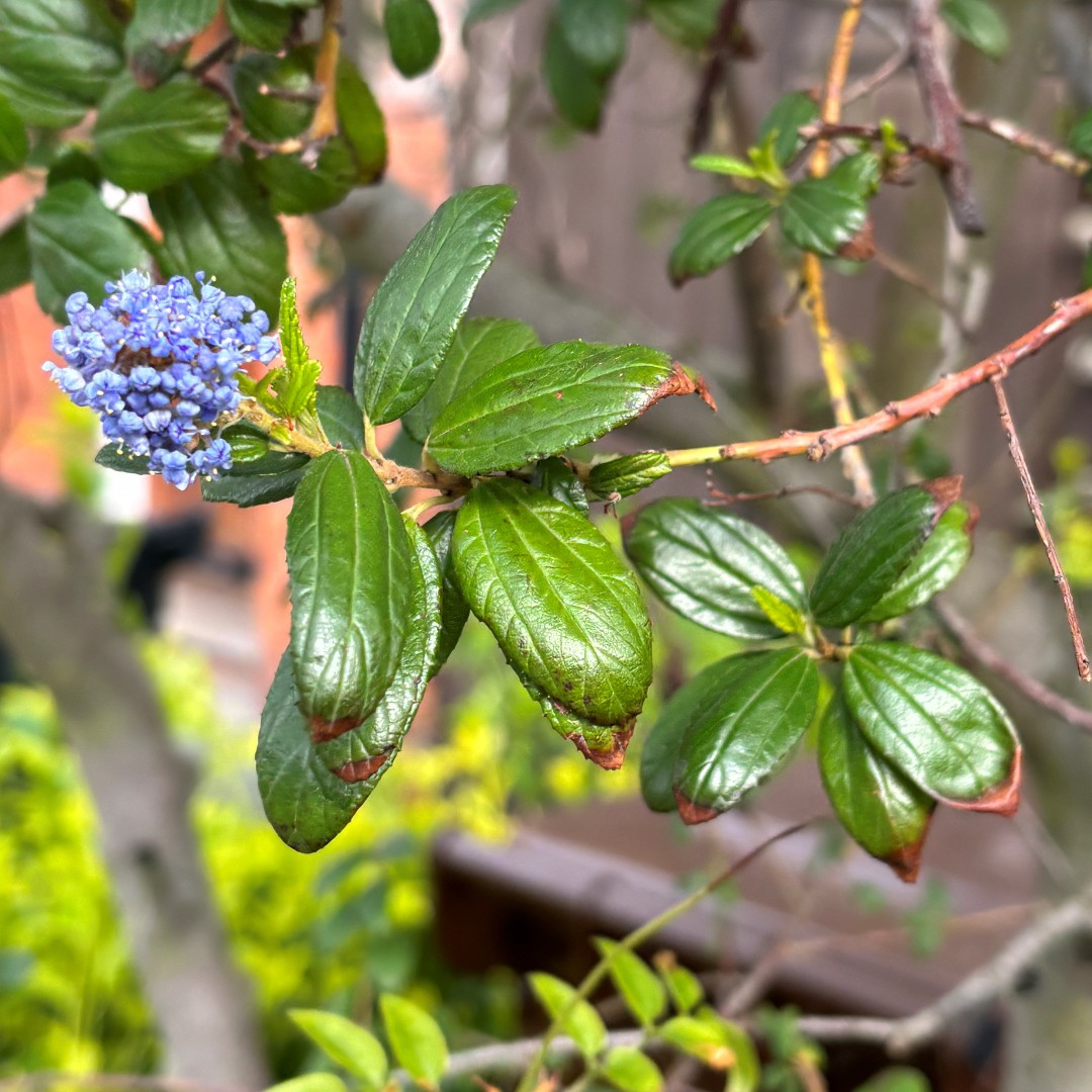 wfcouncil's tweet photo. So lovely to see the spring blossom out and about across #WalthamForest 💮💮
Don't forget to tag us in your photos of the borough using #SpringwatchWF and you could be in with a chance of winning a local cycle shop £50 voucher!
#WalthamForest #EnjoyWF https://t.co/6UhhNK5eRA
