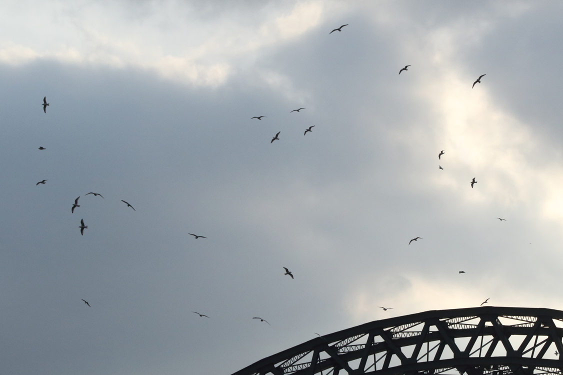 Friday, 8 March 2024. A fantastic flock of 51 adult kittiwakes was observed during 4 - 4:30 p.m. at the Tyne between the Millennium Bridge and High Level Bridge. They were vocal and flighty and landed together on the river after flying around the Tyne Bridge (photo: in flight).