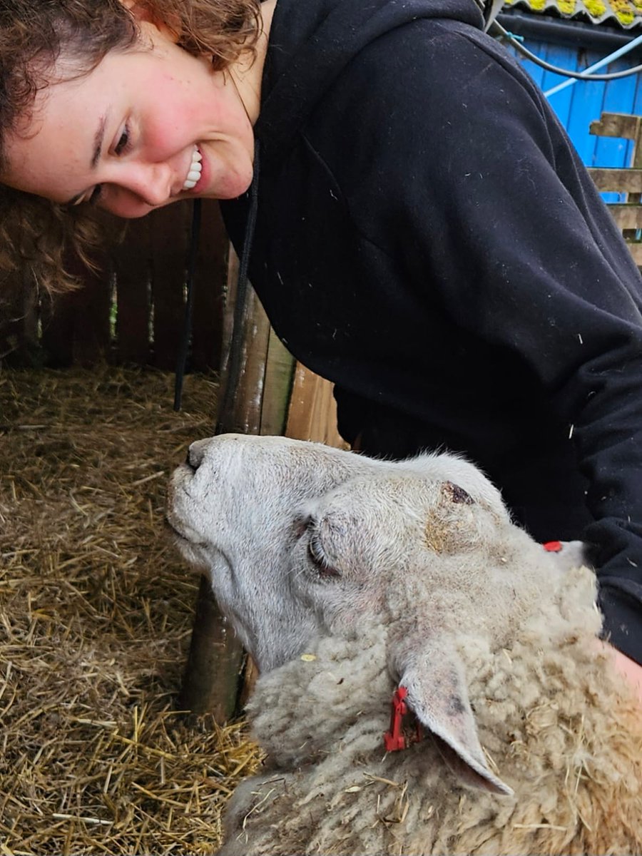 fars_sanctuary's tweet photo. Happy human – our amazing team member, Anwen 🥰 

Happy, loving, trusting animal – funny, feisty #BigMandy 🐑

#HappySaturday
#SaturdayVibes
#VeganSanctuary
#Warwickshire
#FriendsNotFood
#FamilyNotFood
#AllLivesArePrecious
#TheLuckyOnes
#BigMandySheep https://t.co/XMV9mbWjlS