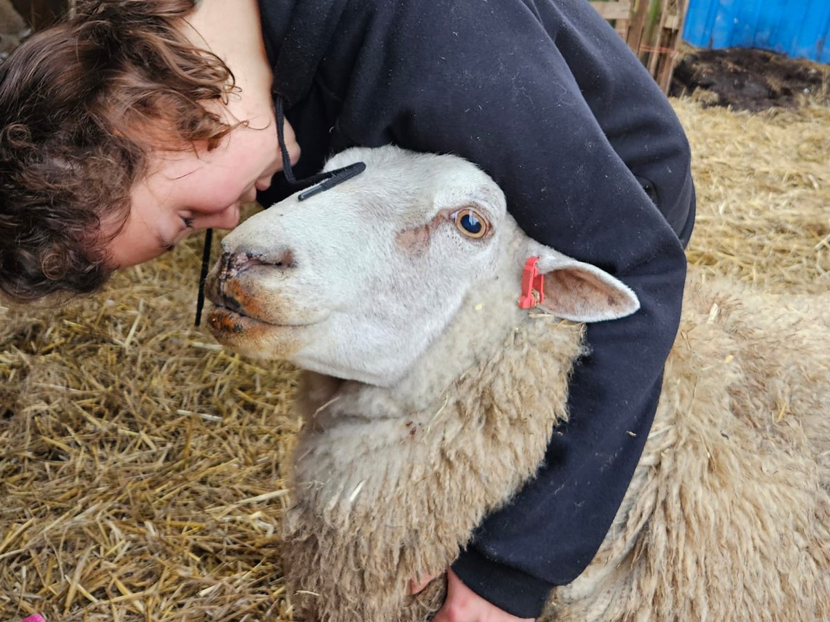 fars_sanctuary's tweet photo. Happy human – our amazing team member, Anwen 🥰 

Happy, loving, trusting animal – funny, feisty #BigMandy 🐑

#HappySaturday
#SaturdayVibes
#VeganSanctuary
#Warwickshire
#FriendsNotFood
#FamilyNotFood
#AllLivesArePrecious
#TheLuckyOnes
#BigMandySheep https://t.co/XMV9mbWjlS