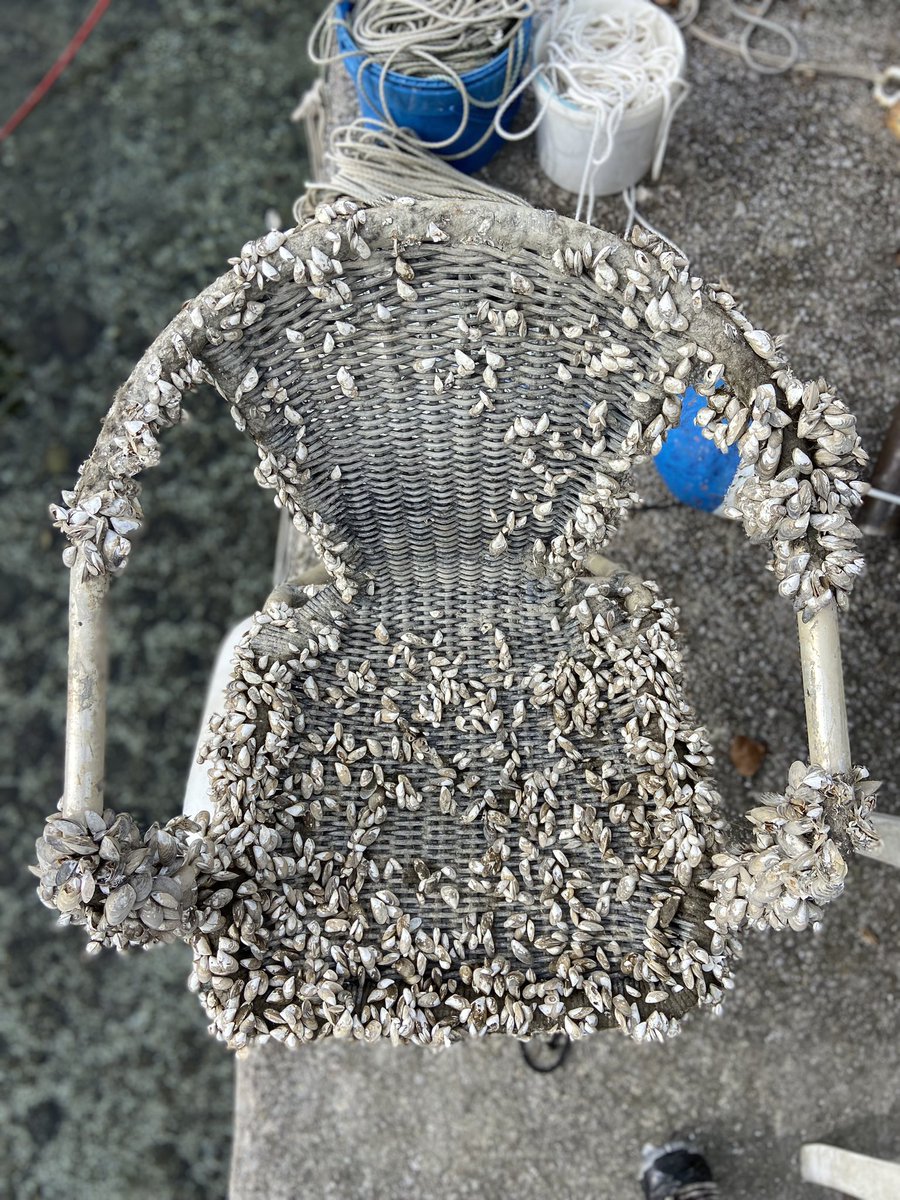 SwissD1VER's tweet image. Shelling out for a new chair

Today’s catch #Cully #Switzerland #SwissD1VER #Watch #SD3 #Titanium🇨🇭🤿