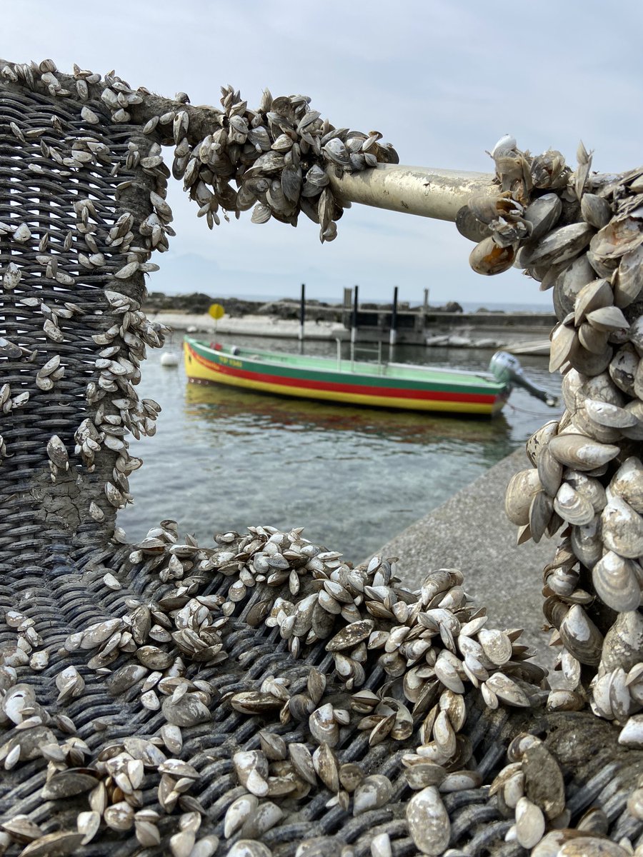 SwissD1VER's tweet image. Shelling out for a new chair

Today’s catch #Cully #Switzerland #SwissD1VER #Watch #SD3 #Titanium🇨🇭🤿