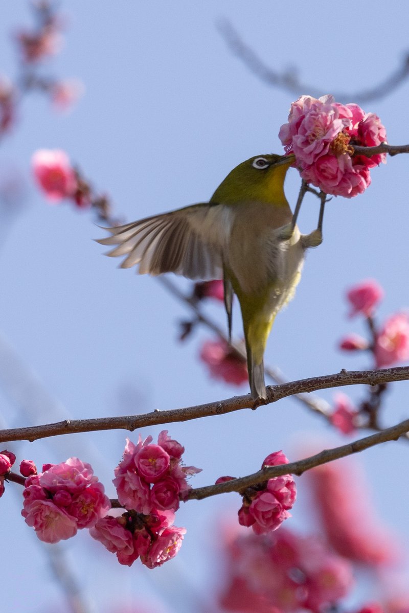 ウメジローと戯れる。
#京都よきかな