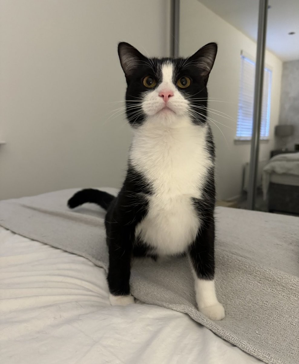 Fred The Cat tweet media