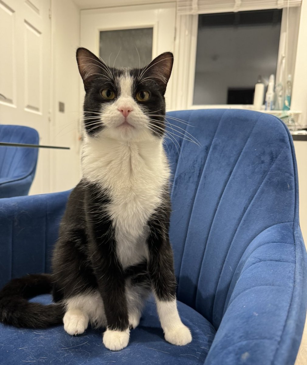 Fred The Cat tweet media