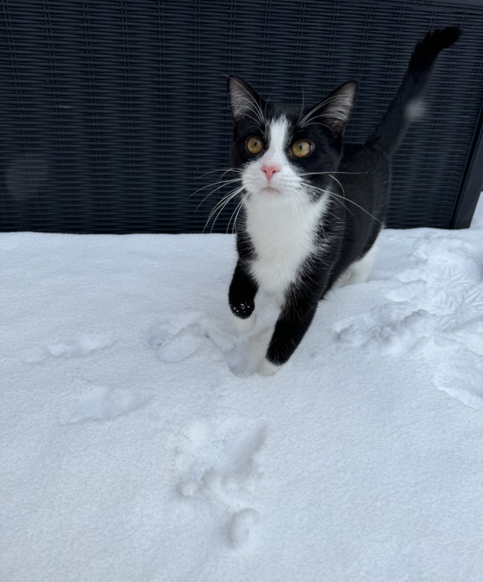 Fred The Cat tweet media