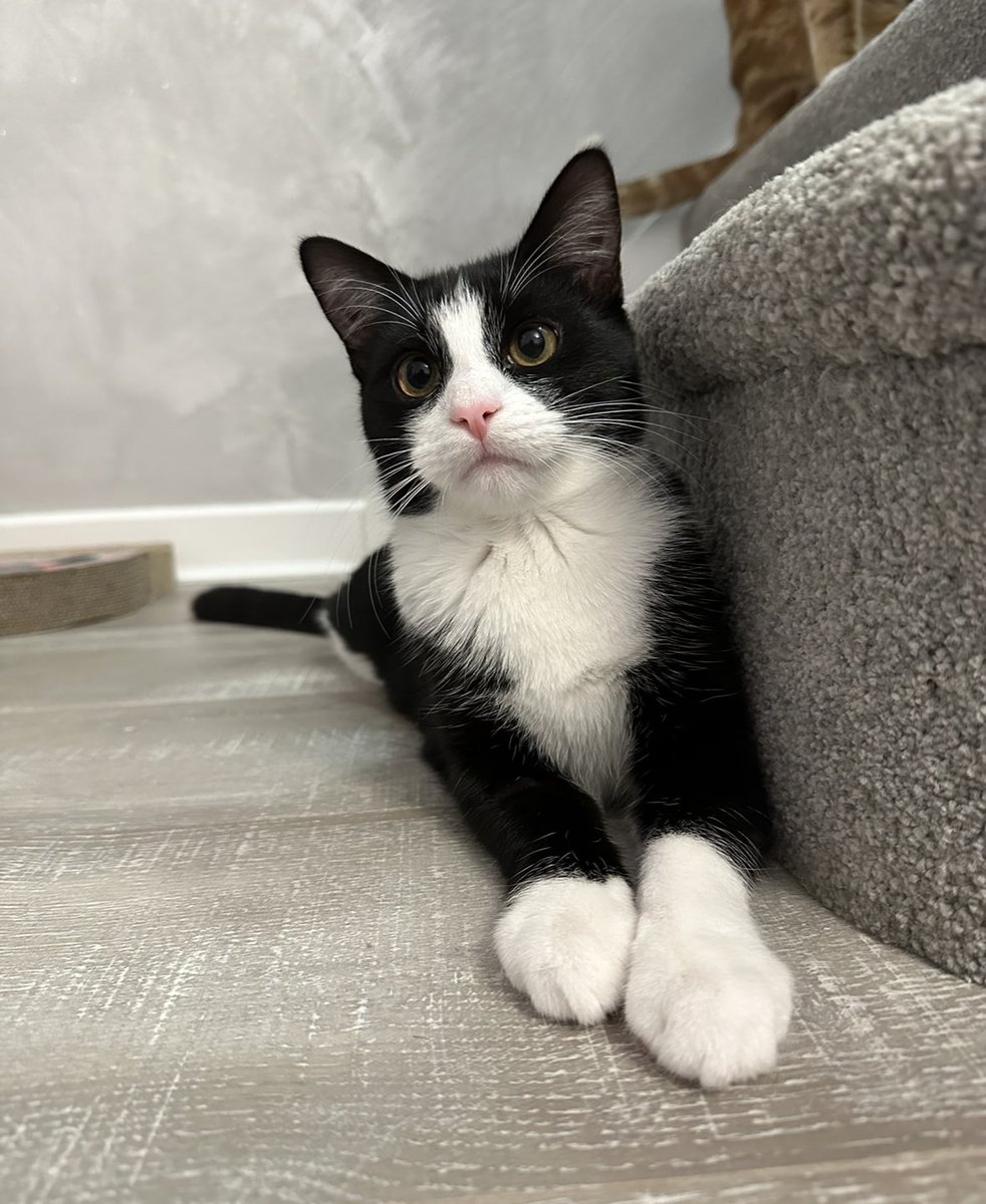 Fred The Cat tweet media