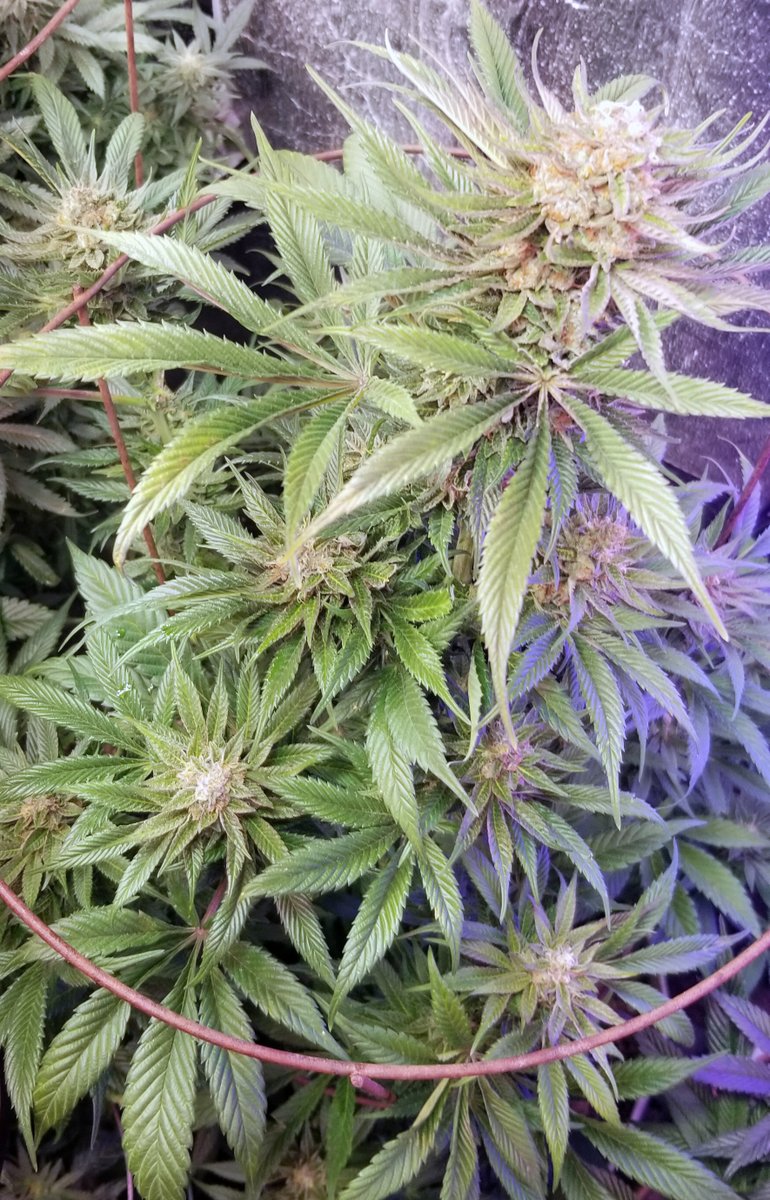mdb257's tweet photo. @PurpleCaper    Luxor's Chocolate CBD. https://t.co/gKytNL52eI