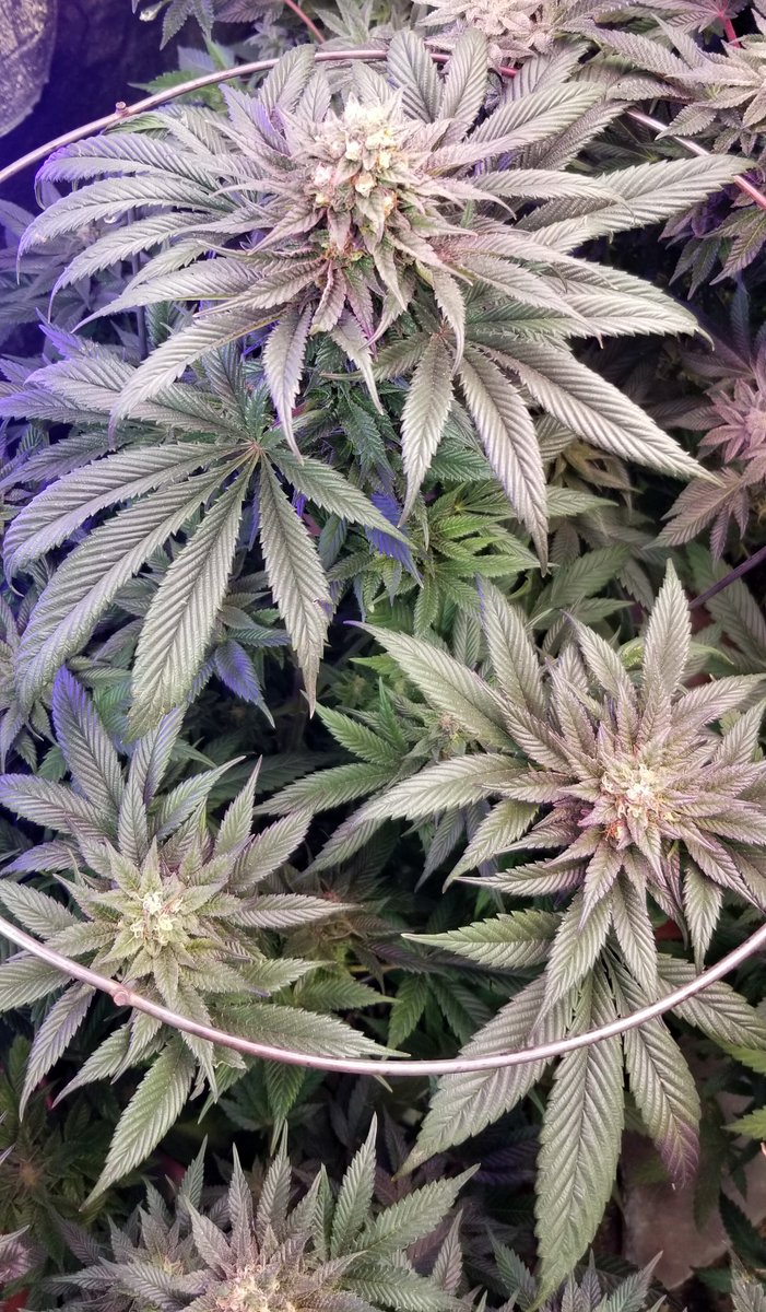 mdb257's tweet photo. @PurpleCaper    Luxor's Chocolate CBD. https://t.co/gKytNL52eI