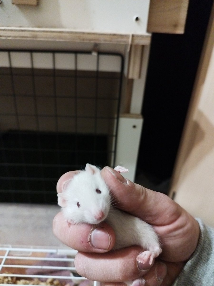 ちなみにこの子