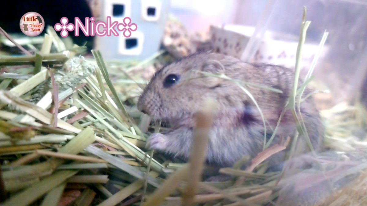 Jia_1214's tweet photo. ステップレミングのニックの動画だしました☺️

ステップレミングは、食べる仕草や、ちょこちょこ動く仕草全てが本当に可愛いですね😆✨

https://t.co/HhnmjxO8Rx
こちらから👆🏻

 #ステップレミング
 #ネズミ大好き
 #steplemming https://t.co/j95XsTe95b